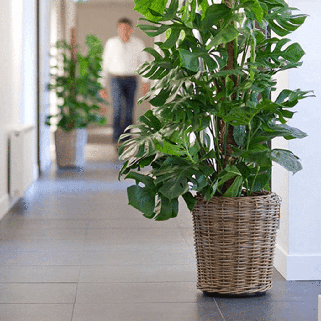 Grote rotan plantenmand met waterdichte kunststof binnenpot voor kamerplanten
