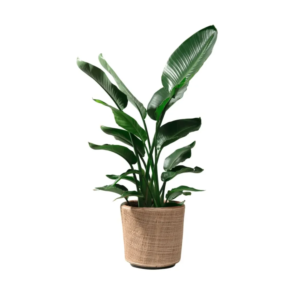 1915SHOP_VDL303685_004